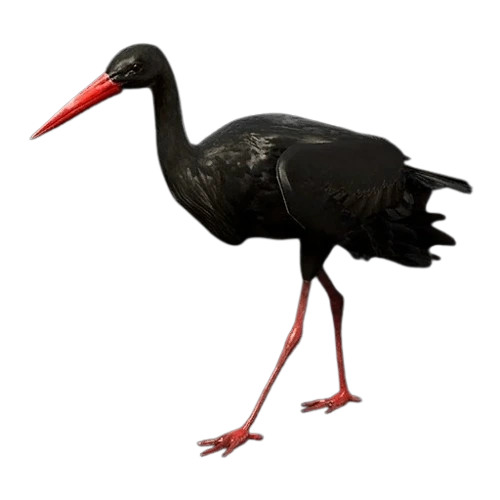 Black Stork